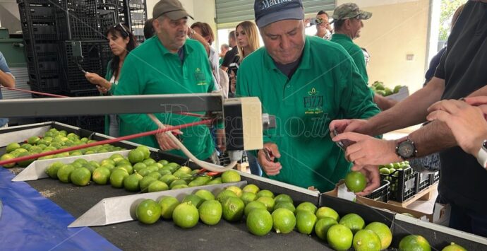 Bergarè a Reggio, gli chef stellati raccontano storie di gusto al bergamotto – FOTO