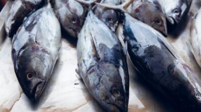 Villa San Giovanni, sequestrati 1.600 chili di prodotti ittici