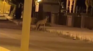 Melito Porto Salvo, lupo avvistato sul lungomare… ma forse è un cane – VIDEO