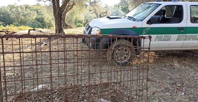 Reggio, gabbia per cinghiali nell’area Jonica: denunciato il proprietario di un terreno