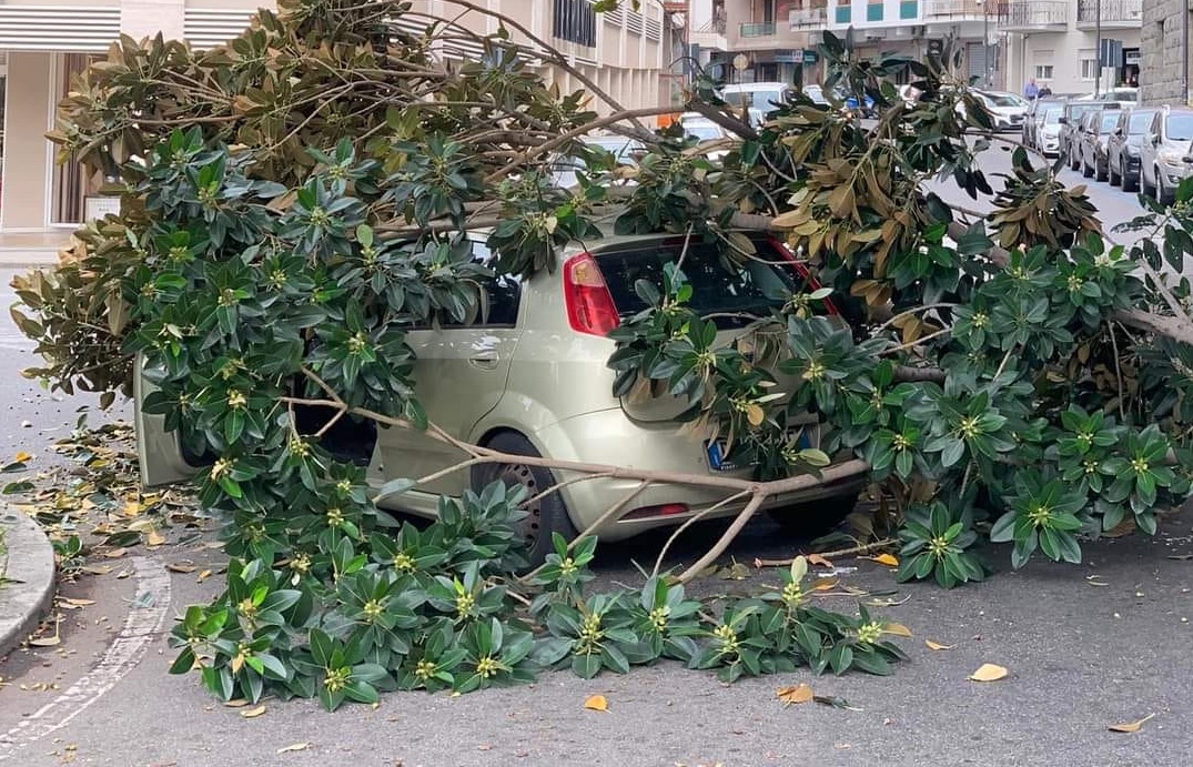 Reggio, il vento spezza un albero che cade su un’auto. Aloisio: «Non aspettiamo che succeda una tragedia»