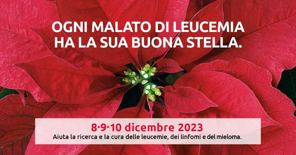 Reggio, tornano le Stelle di Natale Ail: l’8 il 9 ed il 10 dicembre in piazza