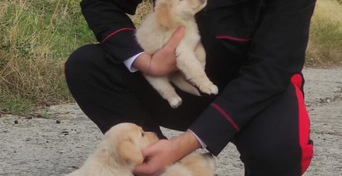 Caulonia, i carabinieri salvano tre cuccioli di cane abbandonati