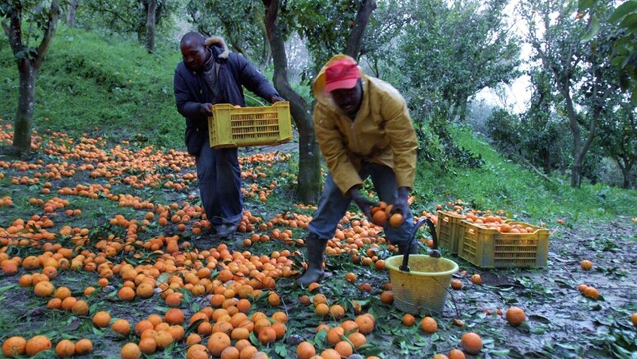 Il business delle arance calabresi, tra sfruttamento dei migranti e l’ombra della ‘ndrangheta
