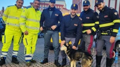 Polistena, cane soccorso lungo la statale “Jonio-Tirreno”