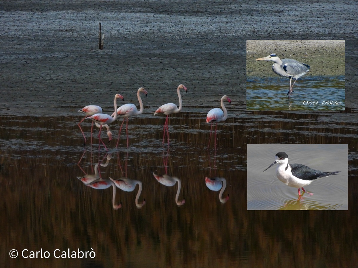 BORGHI E LUOGHI DEL CUORE | L’oasi naturale del Pantano di Saline Joniche, un sorprendente scrigno di biodiversità  – FOTO
