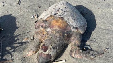 Africo, una carcassa di tartaruga tra i detriti lasciati dalla mareggiata