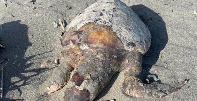 Africo, una carcassa di tartaruga tra i detriti lasciati dalla mareggiata