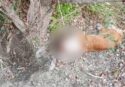 Orrore a Caulonia, cane ferito abbandonato e legato a un albero nelle campagne