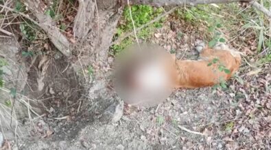 Orrore a Caulonia, cane ferito abbandonato e legato a un albero nelle campagne