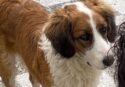 Caulonia, operato d’urgenza il cane ridotto in fin di vita: avviata una raccolta fondi