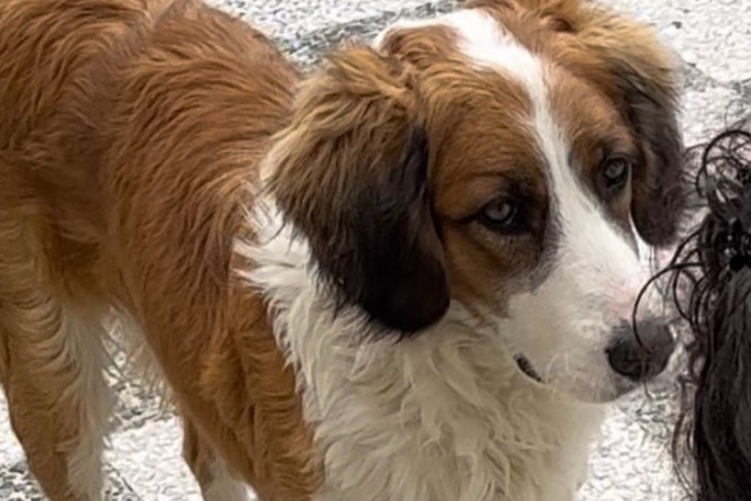Caulonia, operato d’urgenza il cane ridotto in fin di vita: avviata una raccolta fondi