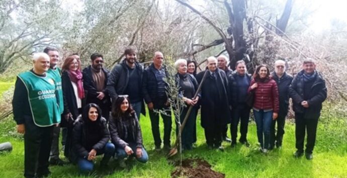 Rosarno, nella tenuta di Patrizia Rodi Morabito piantati nuovi ulivi al posto di quelli distrutti