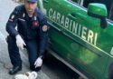 San Giorgio Morgeto, Carabinieri forestali salvano cinque cuccioli di cane