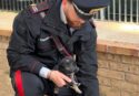 Palmi, chiuso in auto tra escrementi e cibo avariato: cucciolo di cane salvato dai carabinieri