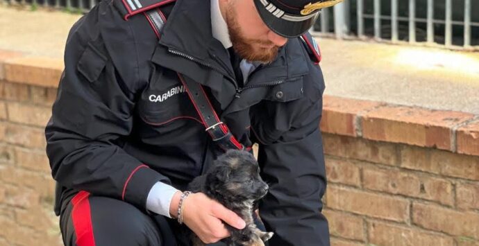 Palmi, chiuso in auto tra escrementi e cibo avariato: cucciolo di cane salvato dai carabinieri